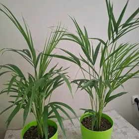 gul комнатные растения