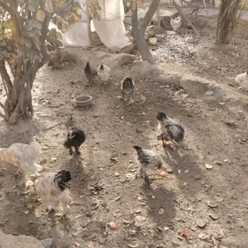 яш.хораз.брама