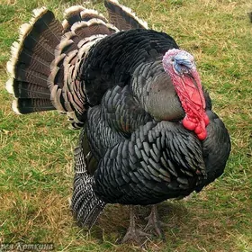 Induk eti Индюк