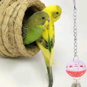 Taze yla sowgatlyk guslar