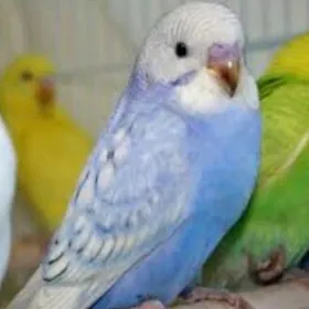 papugay guslar setklar