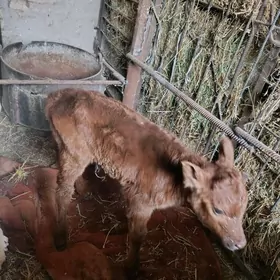 İKİ   GUNLİK.   HOJEK