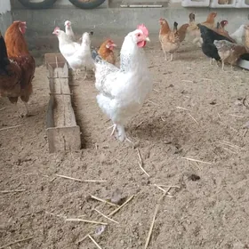 Yumurtgalyk towuklar