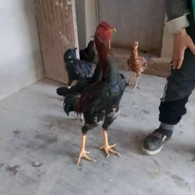 парода хораз