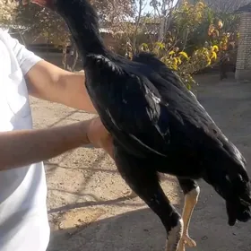 paroda baýtsy towuk