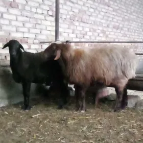 Gissar Goýunlar Semiz 2 sanak