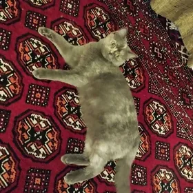 atasy shatlan enesi britan