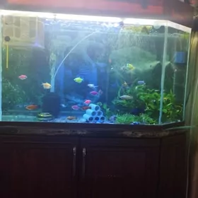 Аквариум с рыбками
