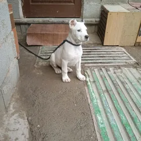 Türkmen güjük 2 ayylyk