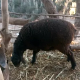 шу йилки гусар гузи