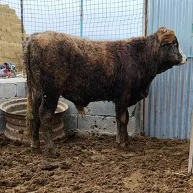 DALGYR SIWES TOHUM OKUZ