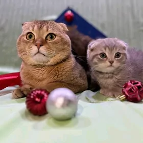 Котята Люкс Класса