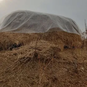 mal üçin yorunja ot