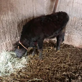 tüwe bakylan 1 yaşdan geçen