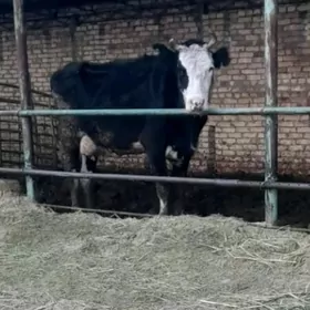 Gibrit sygyr gystagly