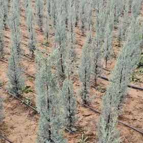 Arzinski kiparis,arizon