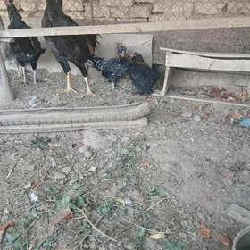 КАРЛИК ТОВУК