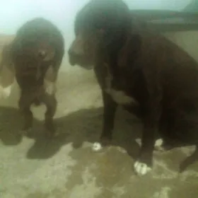 Arassa gan aw itleri