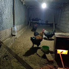 джерский хораз