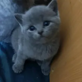 шотландка прямоушка