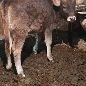 şwes kelek tohum tuwe