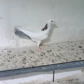 kepderi голуби