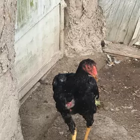 BAYSUL HORAZ JUJE SATLYK