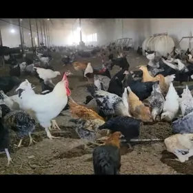 юмуртга инкубатор учин