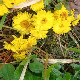 хризантемы маточные корни