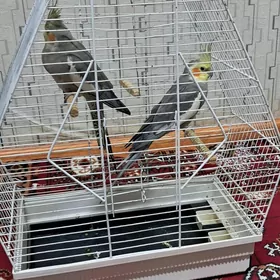 Попугай Карелла