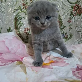 Шотландский вислоухий