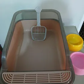 Satlyk pişigiñ latogy