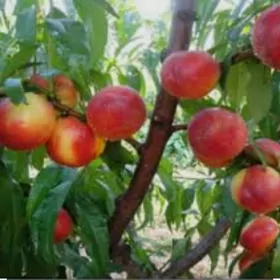 bag shtil. howly bezemek