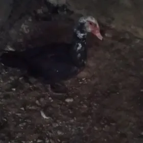 erkek ördek towuk juje karlik