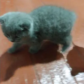 шотландский веслоухие  котята