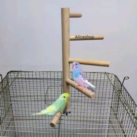 papugay guslari ,setklary