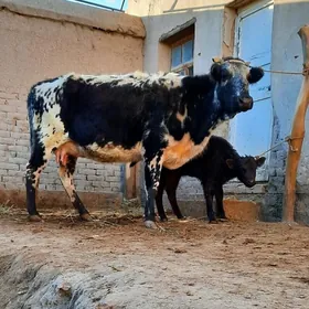 GARA ALA PARODA GÖLELI SYGYR