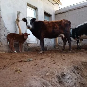 ÝAŞAJYK GÖLELI SYGYR SÜÝDI GOY