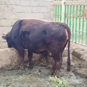 Tohum Gibrit bogoz sygyr