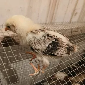 mesni iri paroda juje