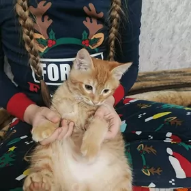 Рыжий котенок