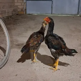 байсов хораз