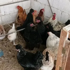 brama balgar towuklar