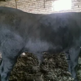 ÖKÜZ BAKYLAN taýyn