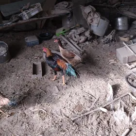 хораз товук