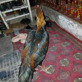 парода хораз