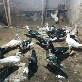 самиз еркек ордеклер