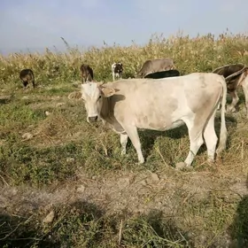 Bogaz sygyr 7 aydan gecen