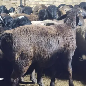 Гисар токлы еркек уркачы