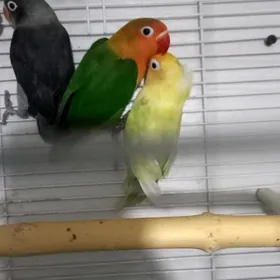 попугаи неразлучники.